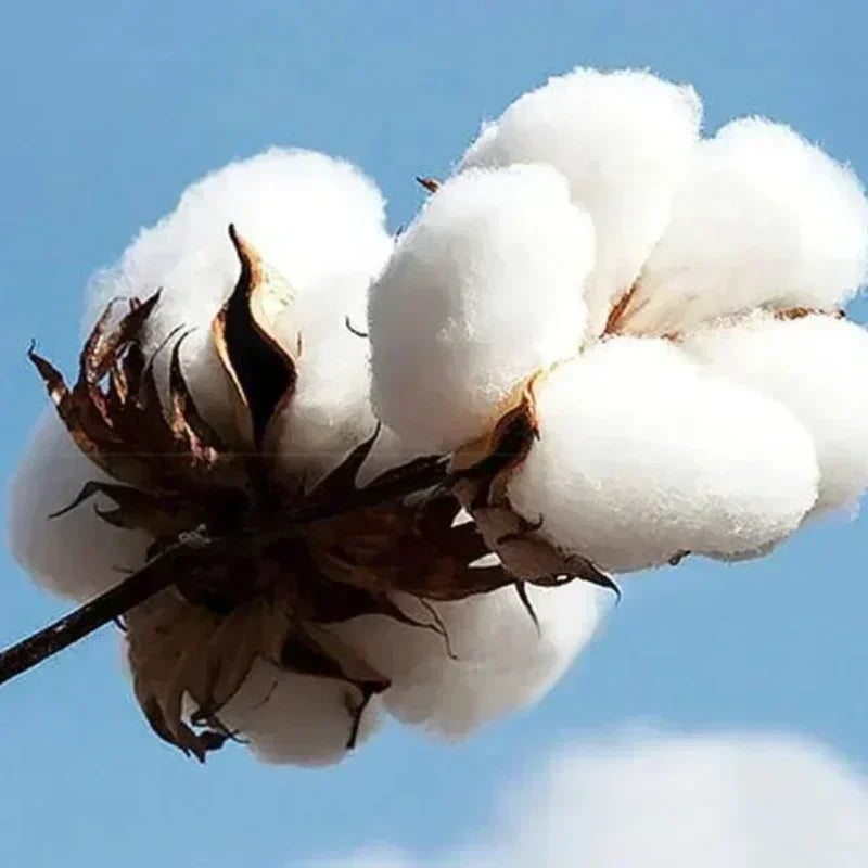 Benito Bowl Bad Bunny Puerto Rico Football Bad Bunny Football 2026 Summer Luxury Fashion Men's Women's Cotton Oversized T-shirt