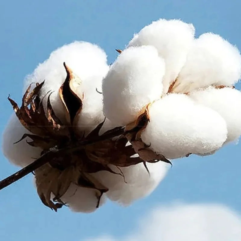 Bad Rabbit Super Bowl LIX Puerto Rico Pride Pattern Summer Men's Women's T-shirt Casual Loose Hip Hop Street Y2k Men's T-shirt